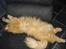 Maine Coon Missen - Sover bedst på ryggen
