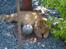 Maine Coon Missen - Ligger i haven