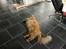 Maine Coon Missen - Sover på gulvet