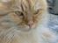 Maine Coon Missen