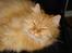 Maine Coon Missen