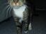 Huskat My Himmelkat ?? - Bette My
