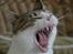 Huskat Oliver R.I.P 