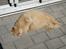 Maine Coon Missen - Sover