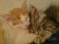 Maine Coon Silver R.I.P mindreng<3 - Ååh, jeg savner min dreng :´(