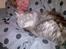 Maine Coon Twinkle  R.I.P - ja her har Twinkle lige overtaget putte pladsen fra Andy. :o)