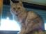Maine Coon Twinkle  R.I.P - ja halløjsa. Nu er det mig der ser ned på dig mor.