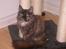 Maine Coon Misty