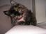 Maine Coon Misty - "Er jeg ikke bare dejlig"