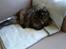 Maine Coon Misty - Misty elsker at putte i sofaen med et tæppe omkr ing sig