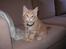 Maine Coon Basse (Joe)
