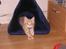 Maine Coon Basse (Joe)