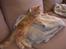Maine Coon Basse (Joe)
