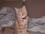 Maine Coon Basse (Joe)