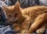 Maine Coon Basse (Joe)