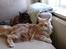 Maine Coon Basse (Joe)