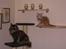 Maine Coon Misty