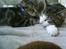 Huskat Sigurd † R.I.P. †