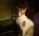 Cornish Rex S*s Charolais Årnst