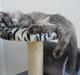 Maine Coon Mussolini