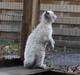 Selkirk Rex Sunshine