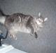 Maine Coon Jasmin