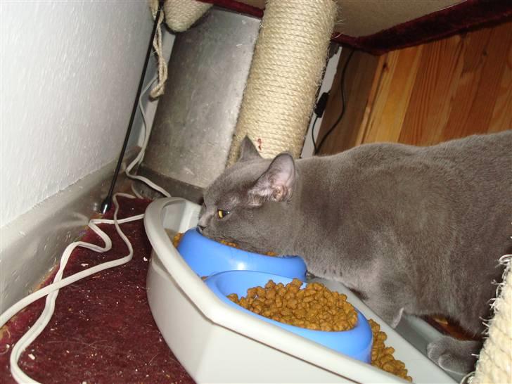 British Shorthair DK La Chatte Charmante billede 11