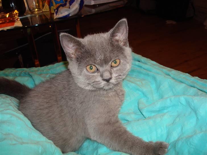 British Shorthair DK La Chatte Charmante billede 12