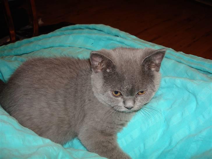 British Shorthair DK La Chatte Charmante billede 13