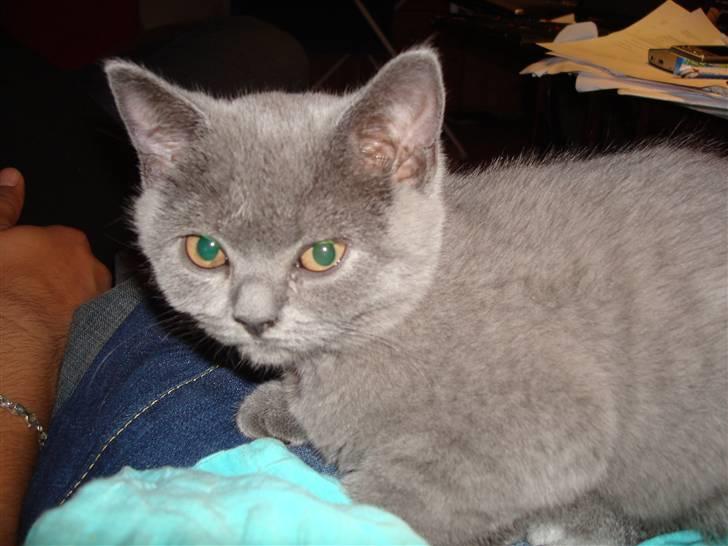 British Shorthair DK La Chatte Charmante billede 14