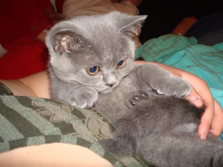 British Shorthair DK La Chatte Charmante billede 15