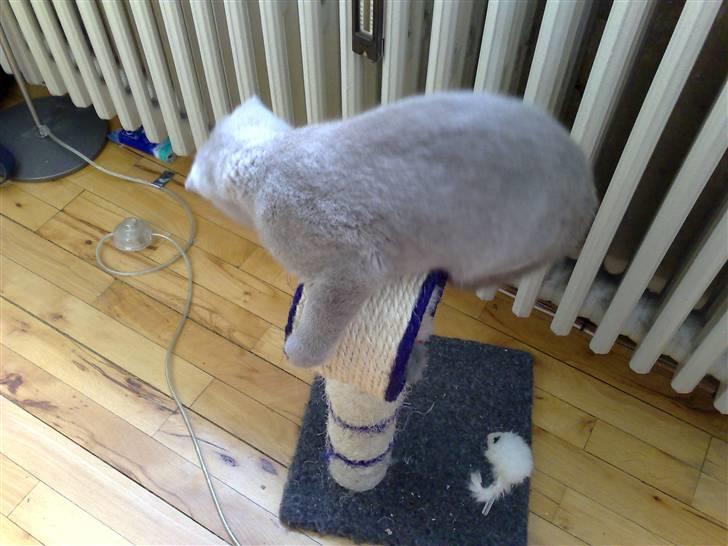 British Shorthair DK La Chatte Charmante billede 16