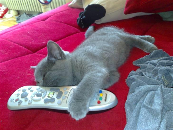 British Shorthair DK La Chatte Charmante billede 17