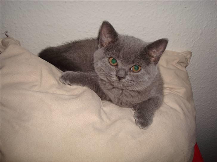 British Shorthair DK La Chatte Charmante billede 18