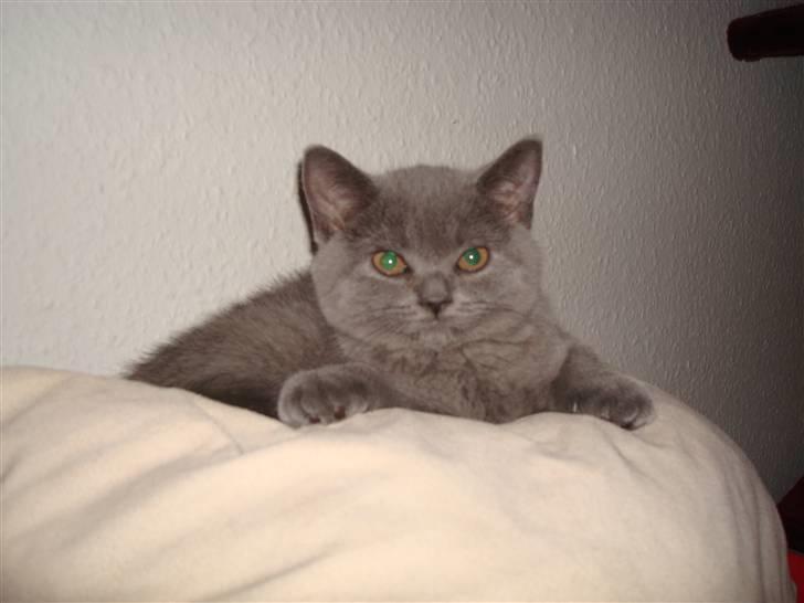 British Shorthair DK La Chatte Charmante billede 19