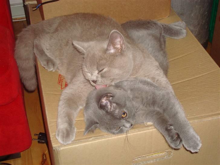 British Shorthair DK La Chatte Charmante billede 20