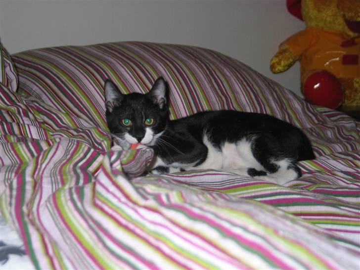 Blanding af racer Mikkel  - Foto: Mig billede 10