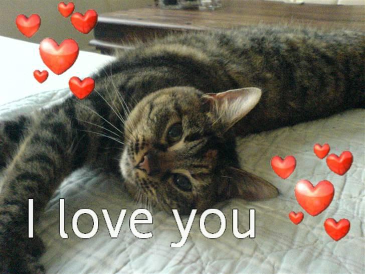 Huskat Fiona/Bettemis :D - åh Bittemis du er alt billede 2