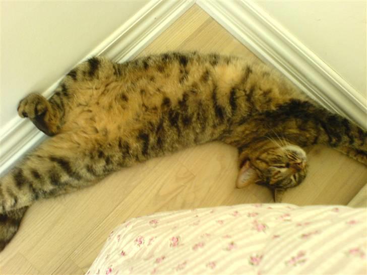 Huskat Fiona/Bettemis :D - sover du ;o) billede 3