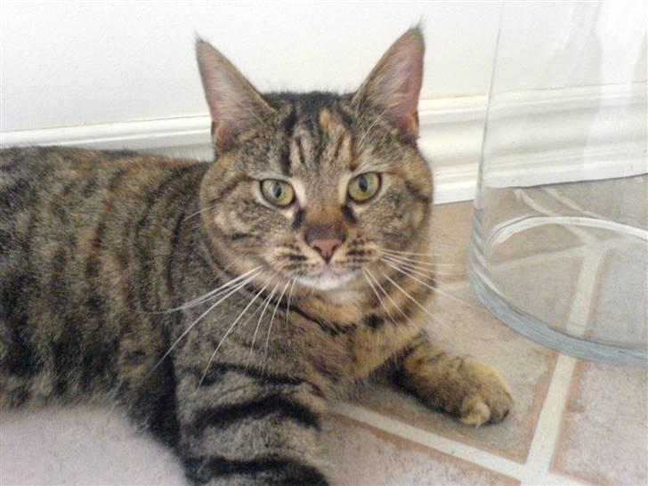 Huskat Fiona/Bettemis :D - Bittemis billede 4