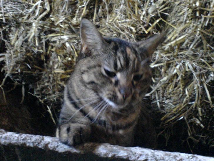 Huskat Fiona/Bettemis :D - sidder lige i trillebøreren  billede 5