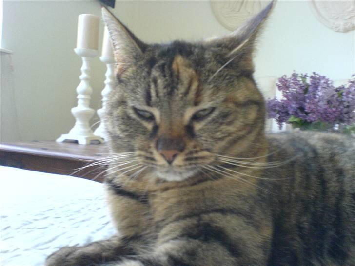 Huskat Fiona/Bettemis :D - er hun ikk køn billede 6