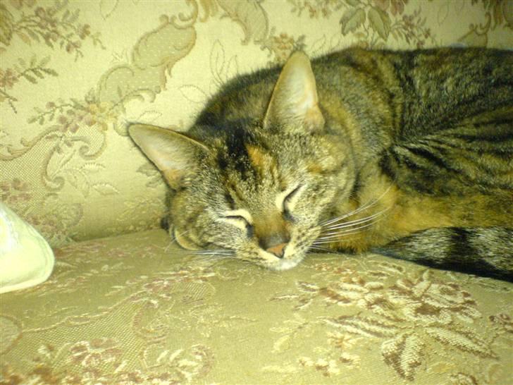 Huskat Fiona/Bettemis :D - zzzzz hun sover  billede 7