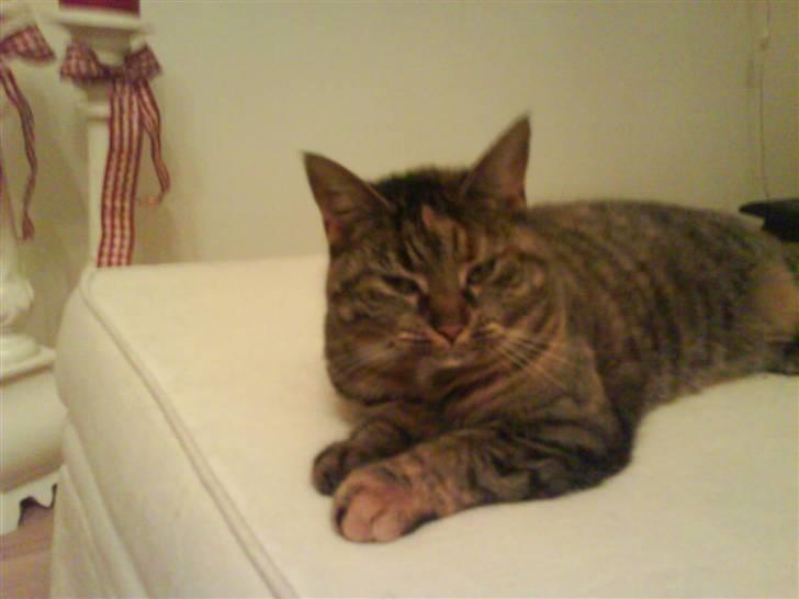 Huskat Fiona/Bettemis :D - bittemis billede 8