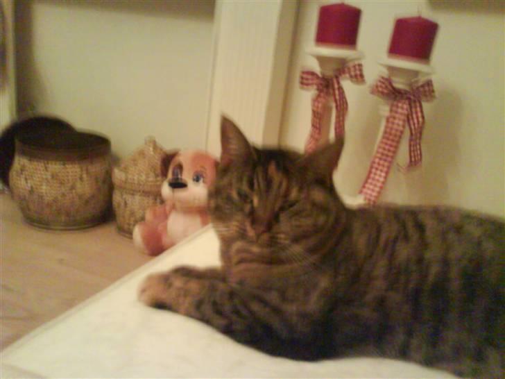 Huskat Fiona/Bettemis :D billede 9