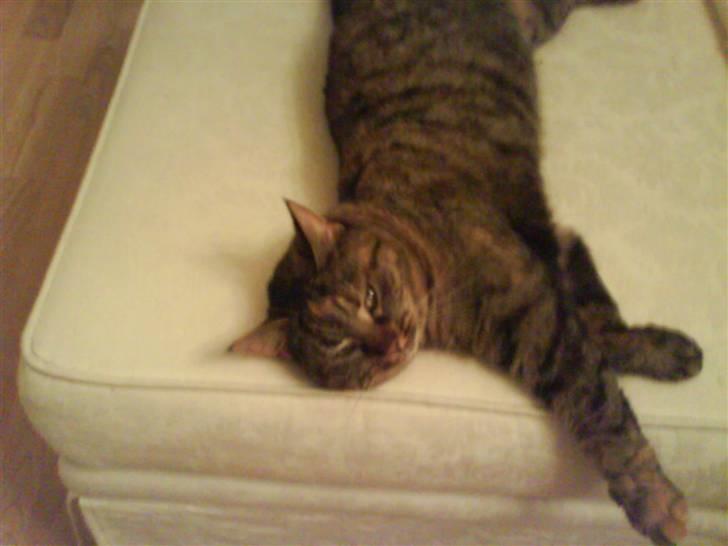 Huskat Fiona/Bettemis :D billede 10