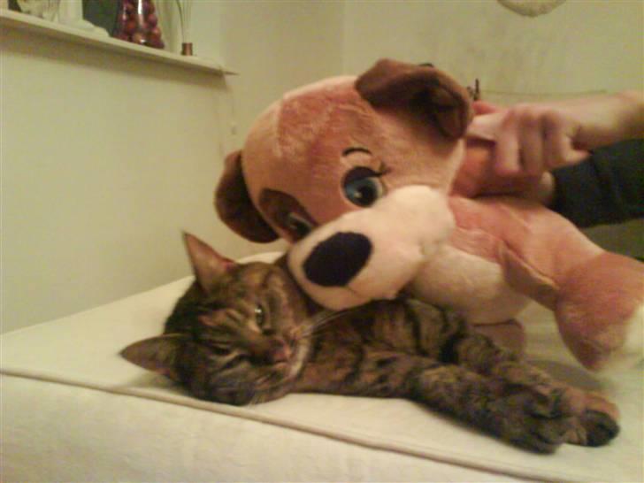 Huskat Fiona/Bettemis :D - teddy og bittemis billede 11