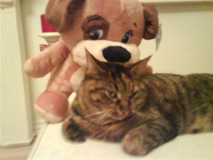 Huskat Fiona/Bettemis :D billede 14