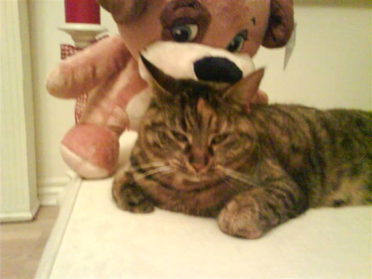 Huskat Fiona/Bettemis :D billede 15