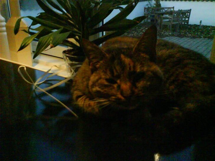 Huskat Fiona/Bettemis :D billede 16